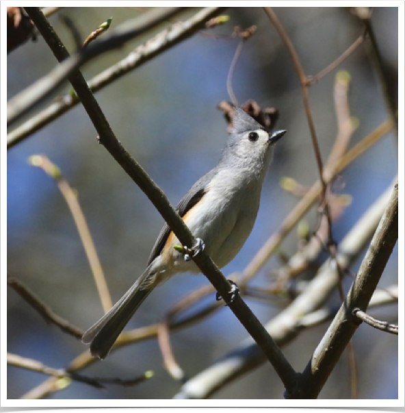 Tufted Titmouse